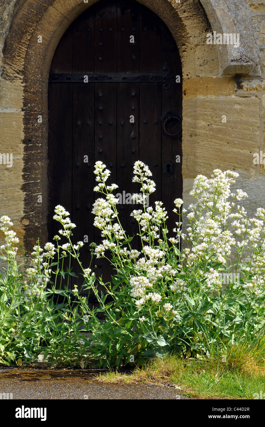 White valerian growing in a churchyard Stock Photo