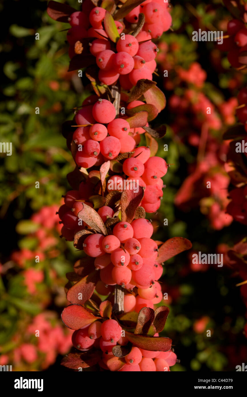 Cotoneaster berries in the Autumn, Surrey, UK Stock Photo