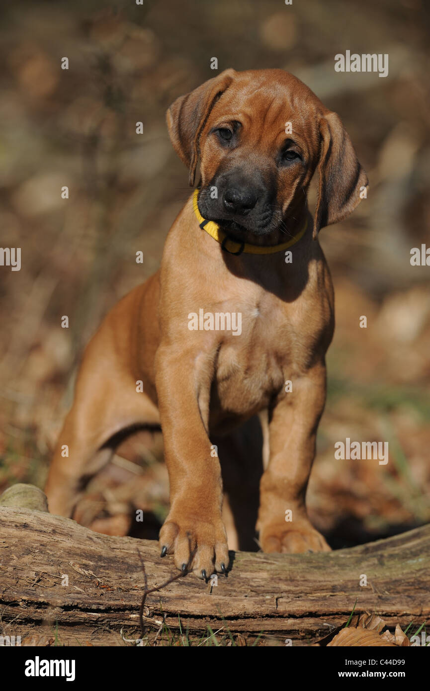 Rhodesian Ridgeback (Canis lupus familiaris). Puppy standing. Stock Photo