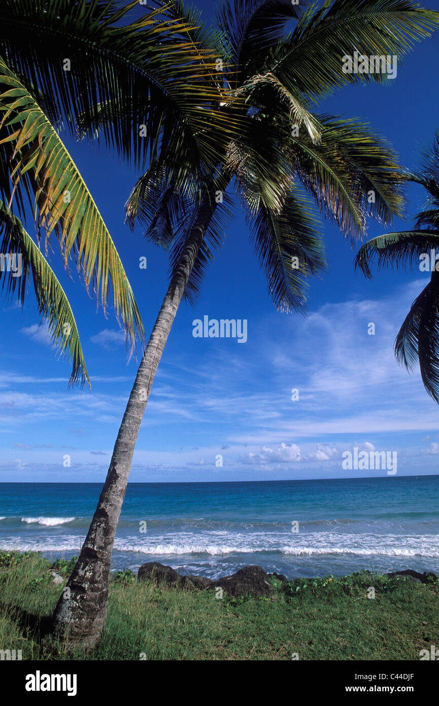 Martinique, West Indies, islands, isles, blue, Caribbean, exotic, Antilles, sea, grande Anse du diamond, palm, island, isle, bea Stock Photo
