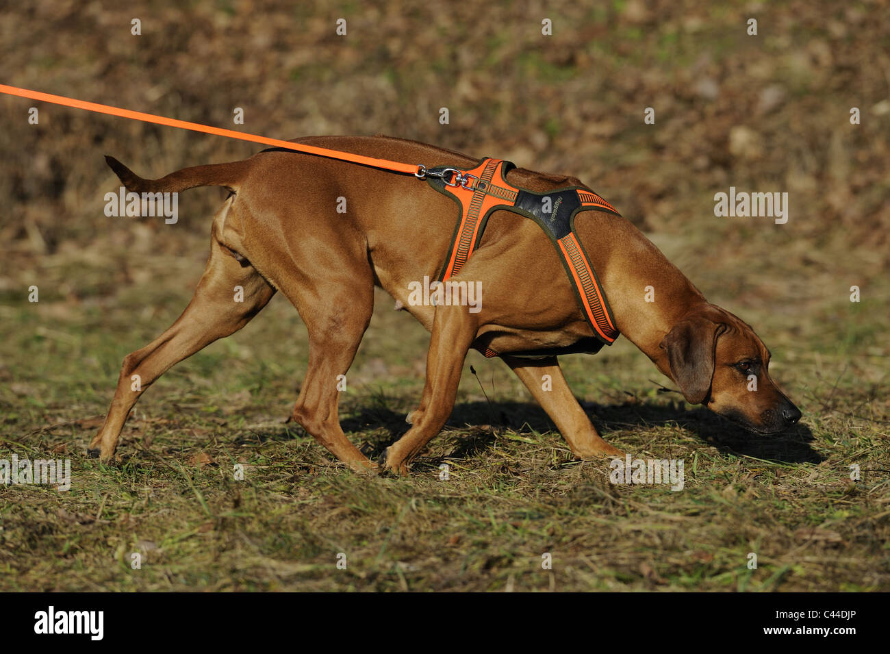 Rhodesian Ridgeback (Canis lupus familiaris). Adult bitch as a search dog following a trail. Stock Photo