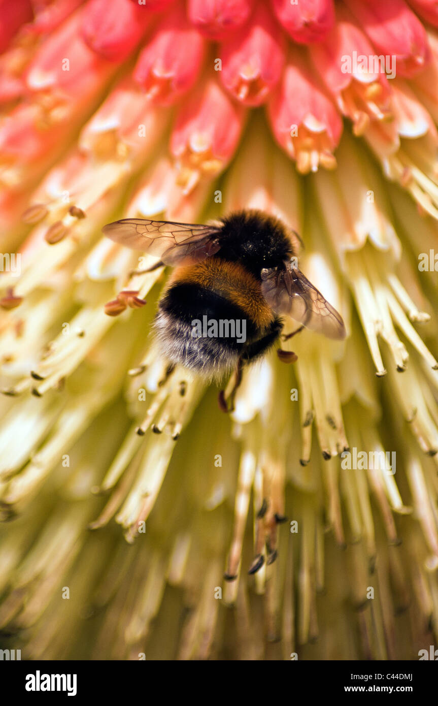bumble bee on a red hot poker plant Stock Photo