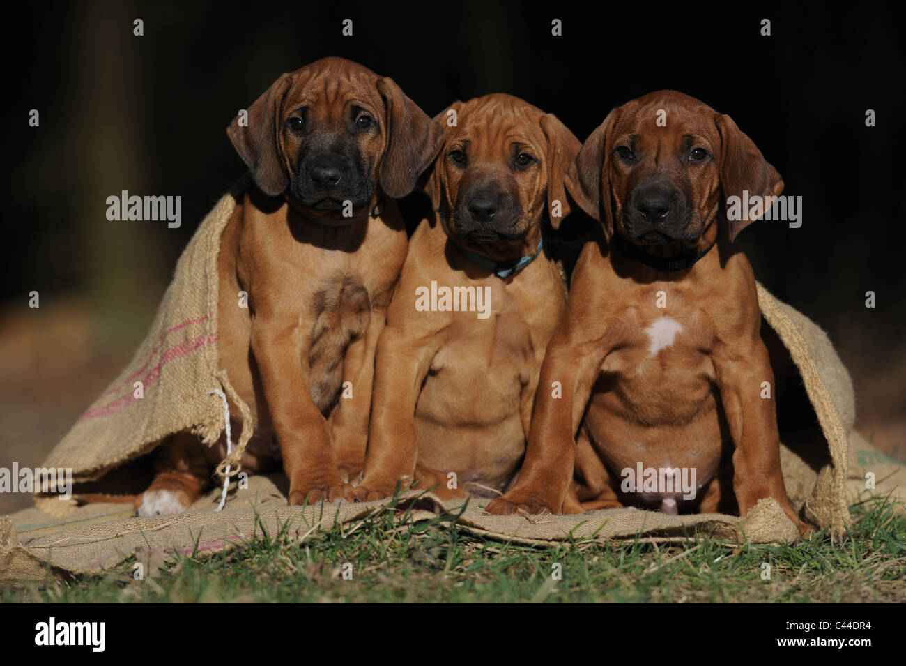 Rhodesian Ridgeback (Canis lupus familiaris). Three puppies sitting in a sack. Stock Photo