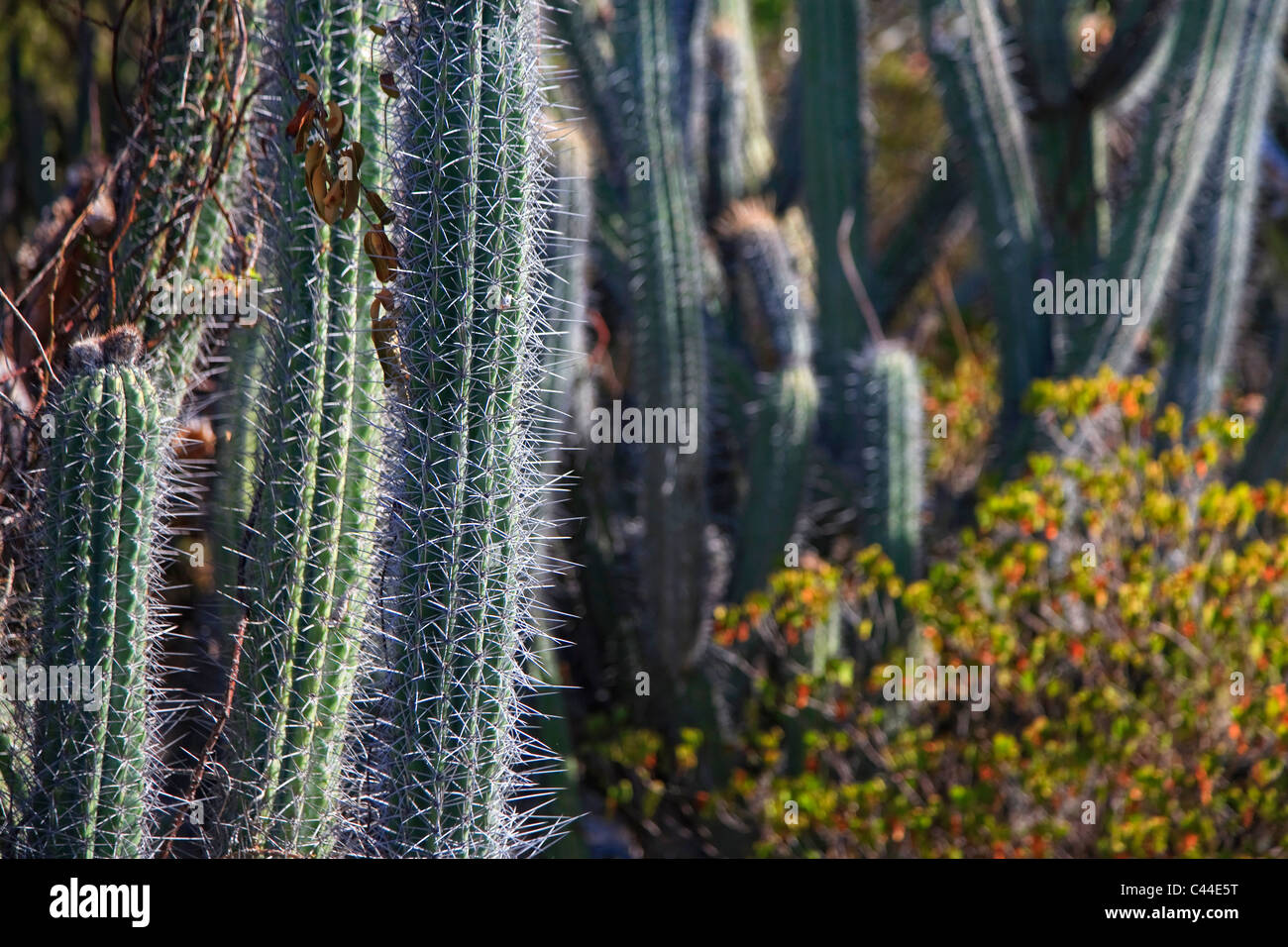 Usa, Caribbean, Puerto Rico, West Coast, Guanica Biosphere Reserve, Subtropical Dry Forest Stock Photo