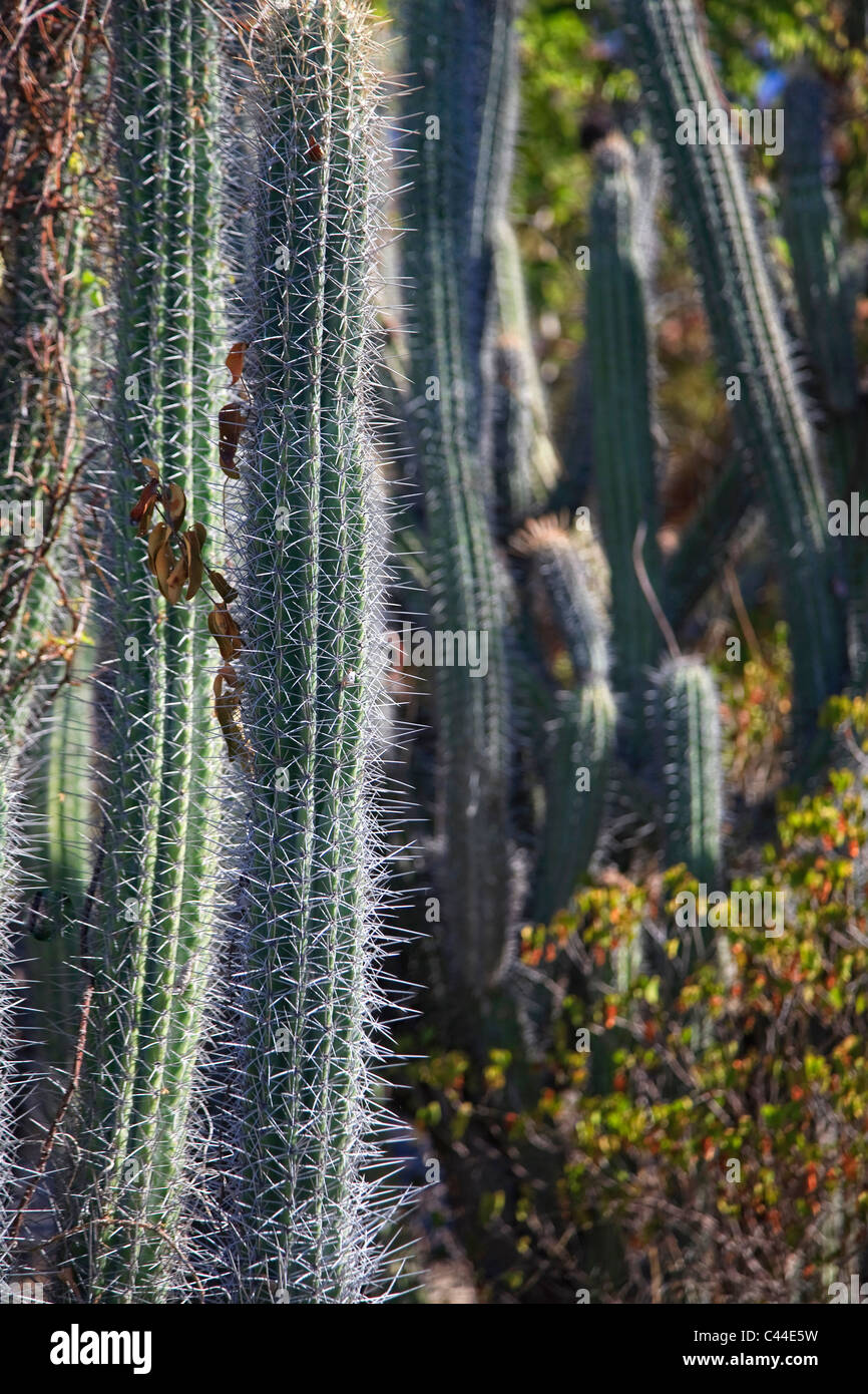 Usa, Caribbean, Puerto Rico, West Coast, Guanica Biosphere Reserve, Subtropical Dry Forest Stock Photo