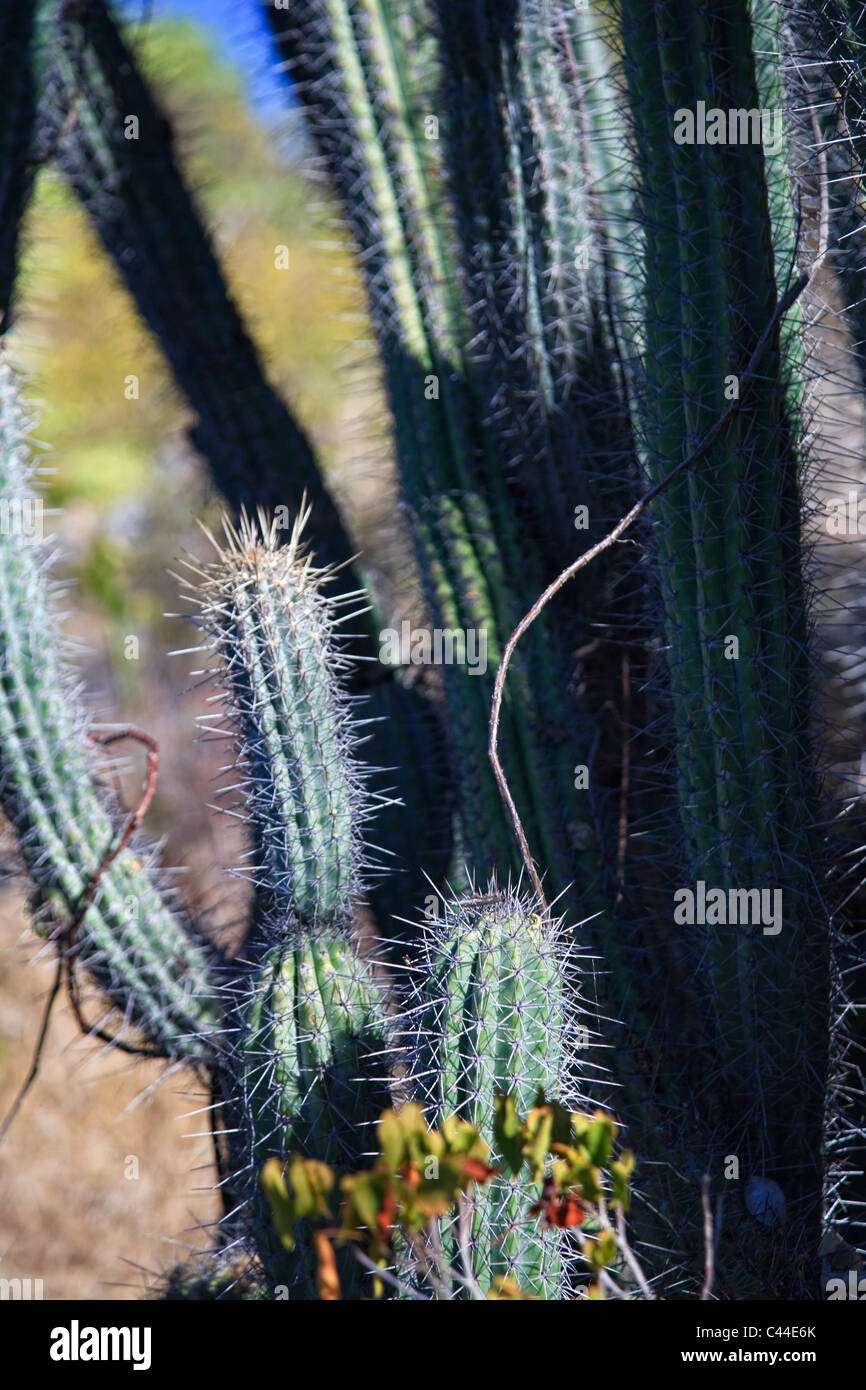 Usa, Caribbean, Puerto Rico, West Coast, Guanica Biosphere Reserve, Subtropical Dry Forest Stock Photo