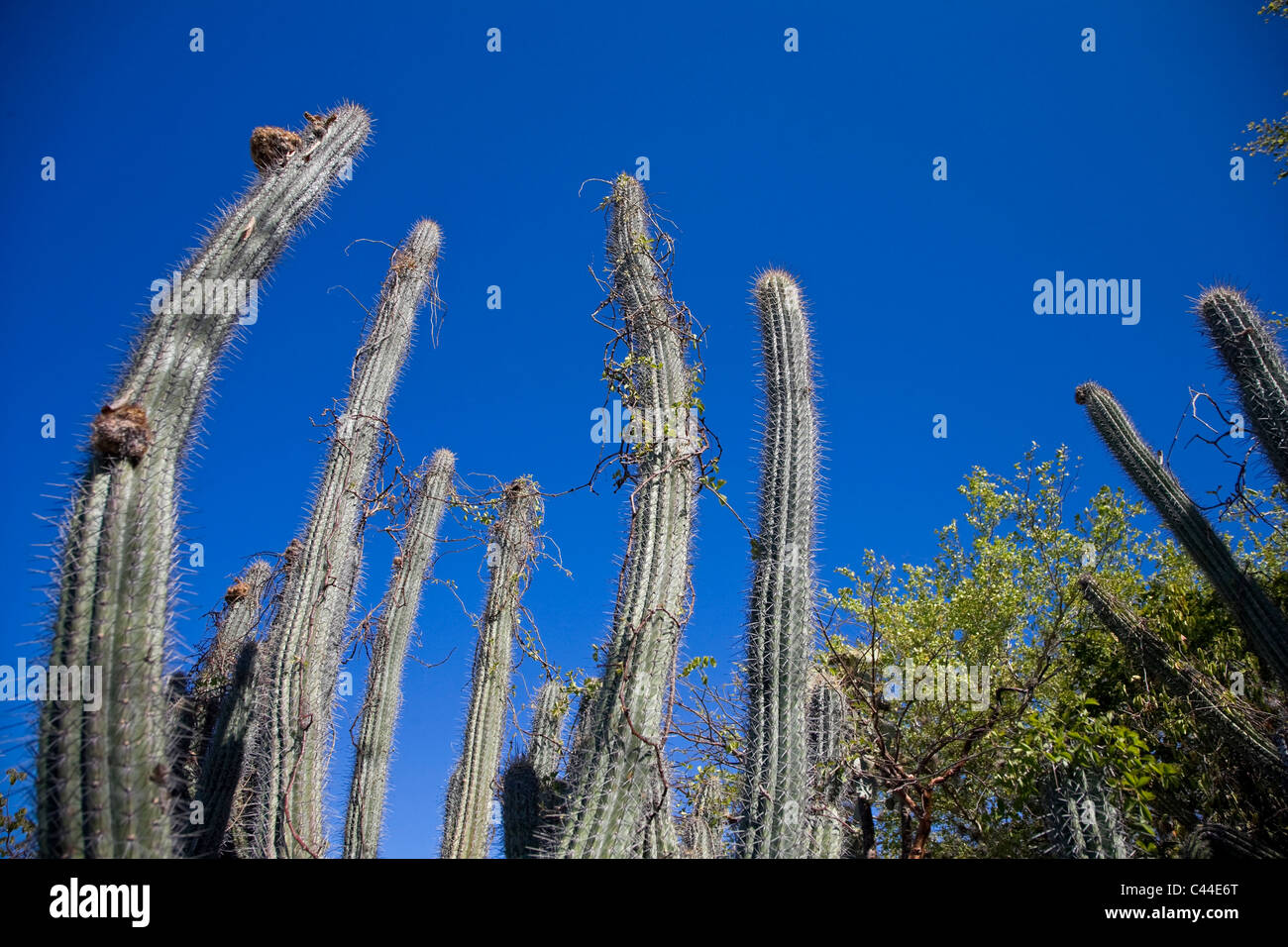 Usa, Caribbean, Puerto Rico, West Coast, Guanica Biosphere Reserve, Subtropical Dry Forest Stock Photo