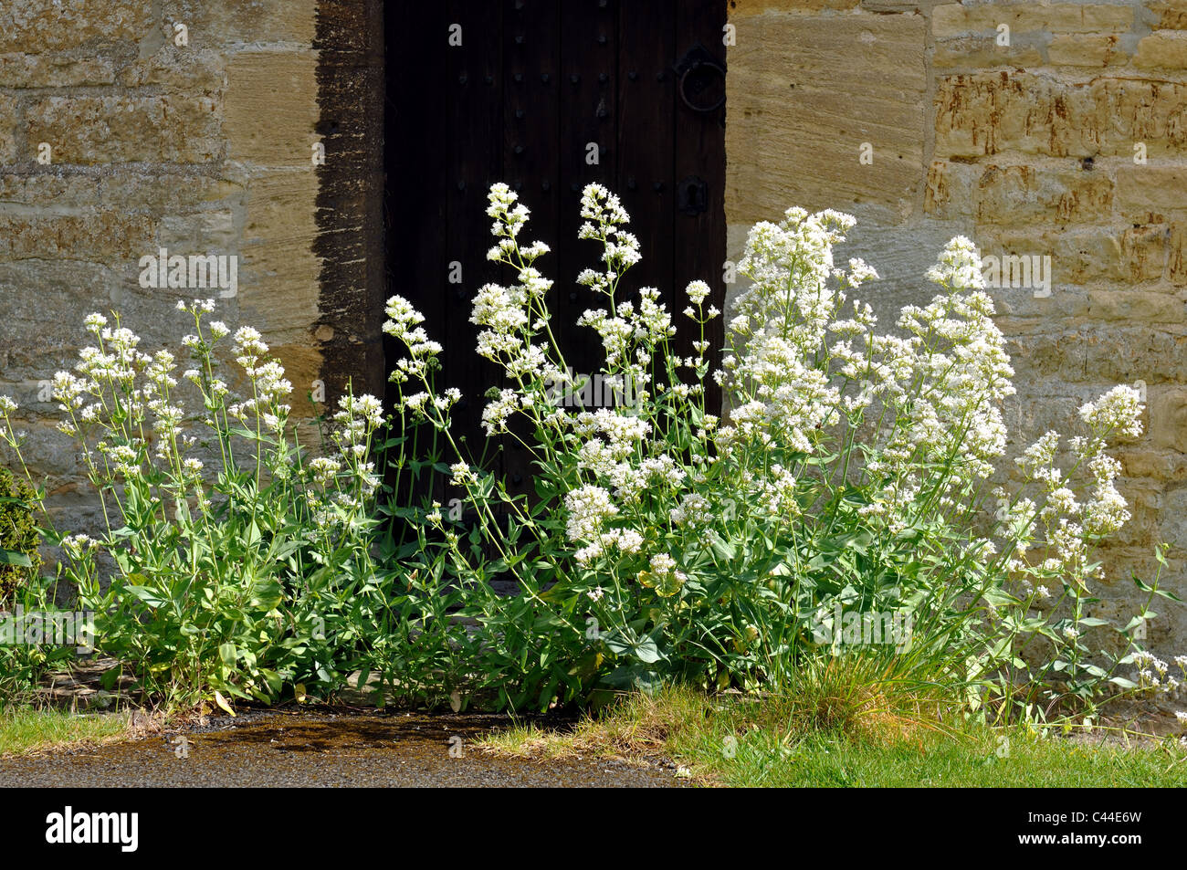 White valerian growing in a churchyard Stock Photo