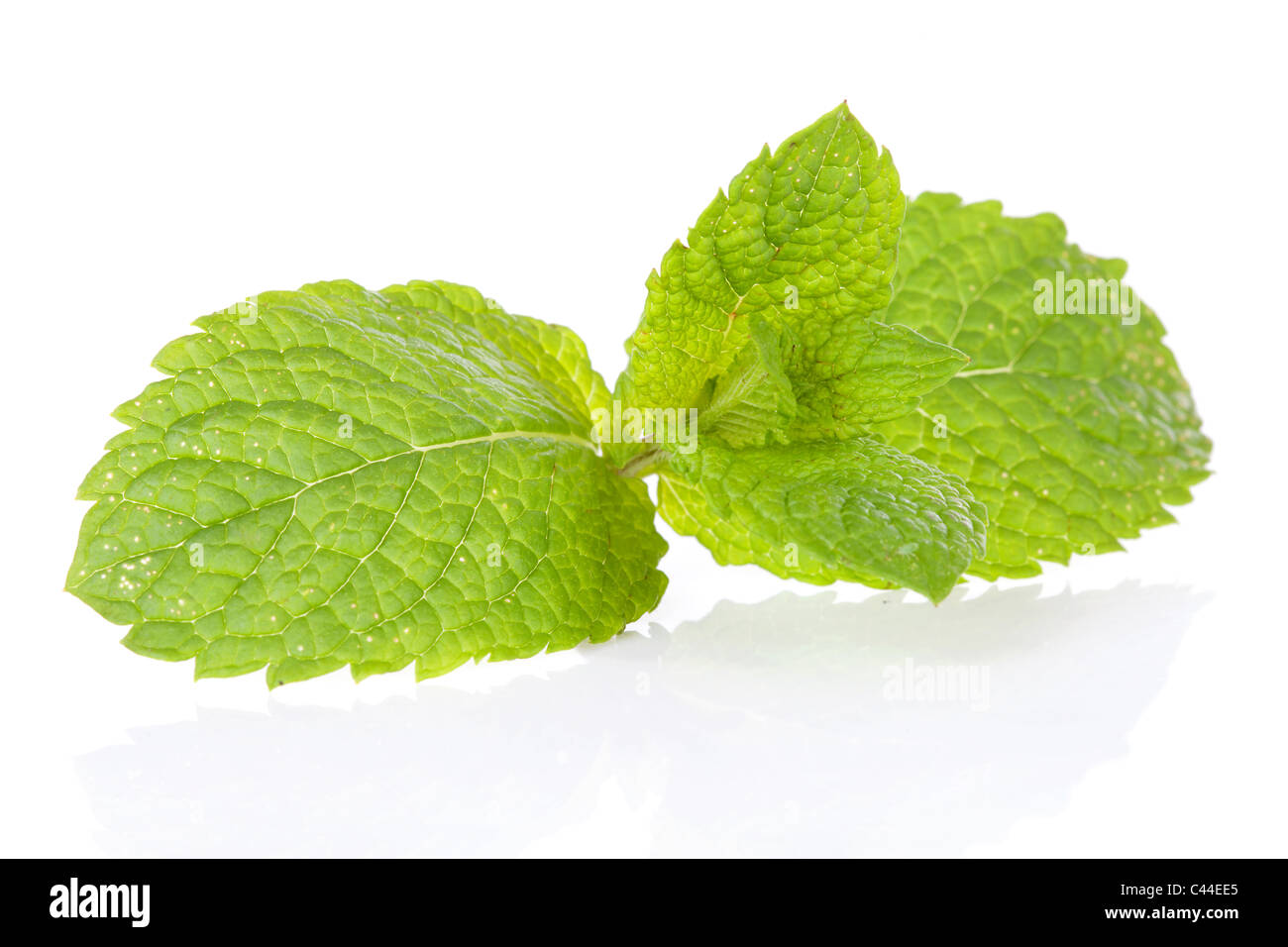 Fresh mint leaf in closeup over white background Stock Photo