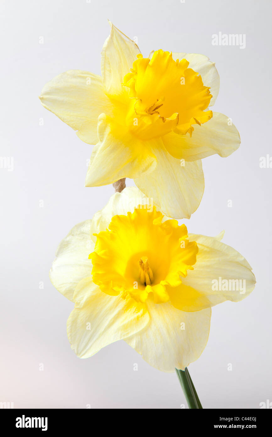 Closeup of two daffodil heads against plain background. Stock Photo