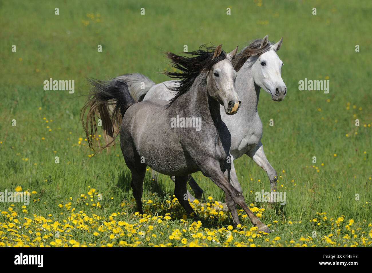 Purebred Arabian Horse (Equus ferus caballus). Pair of white mares galloping on a flowering meadow. Stock Photo