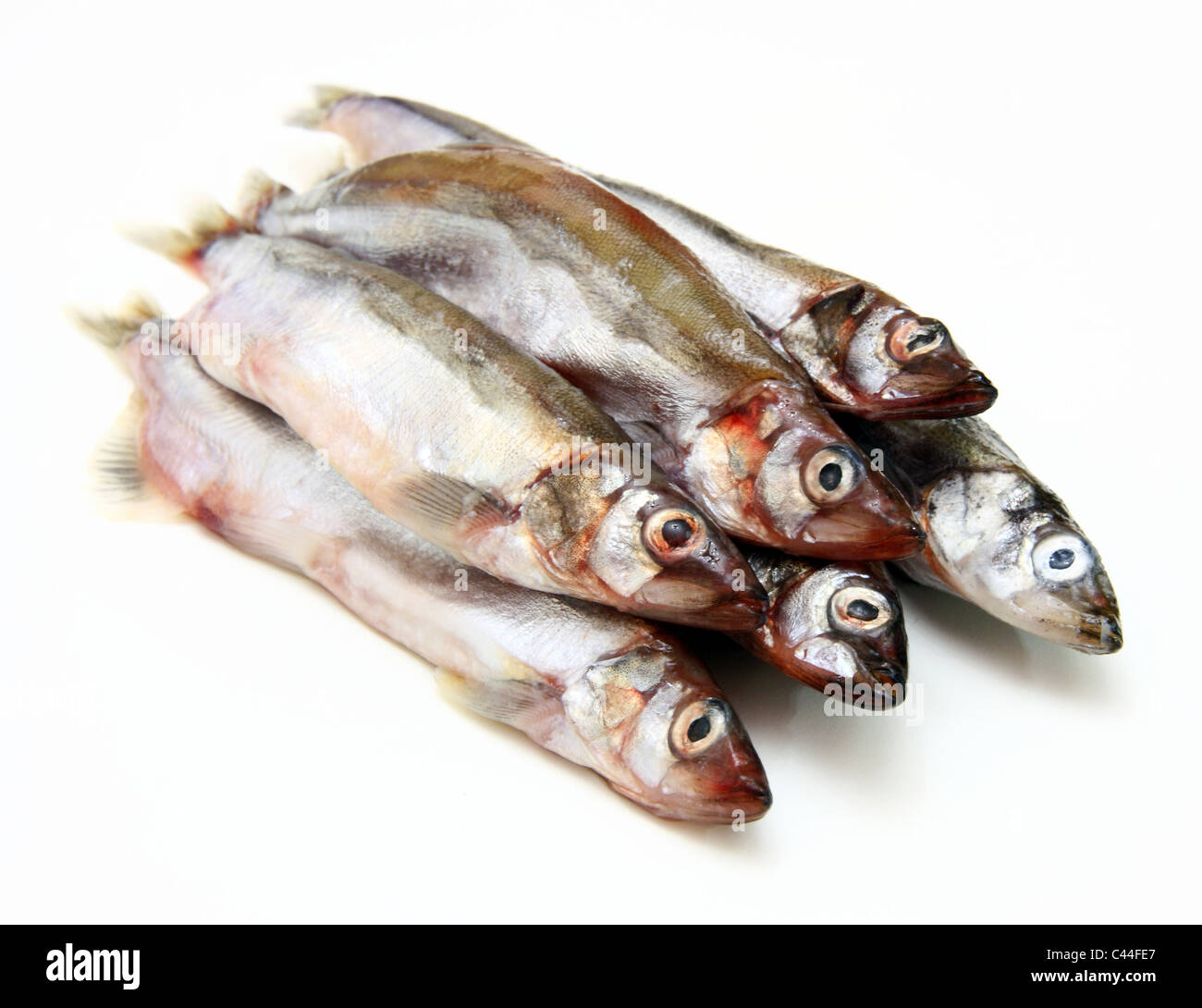 Capelin fish isolated on the white background Stock Photo