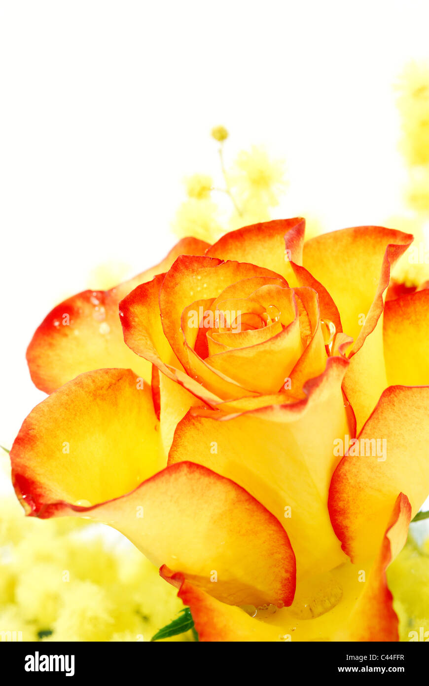 Red and yellow rose closeup photographed on white background Stock Photo
