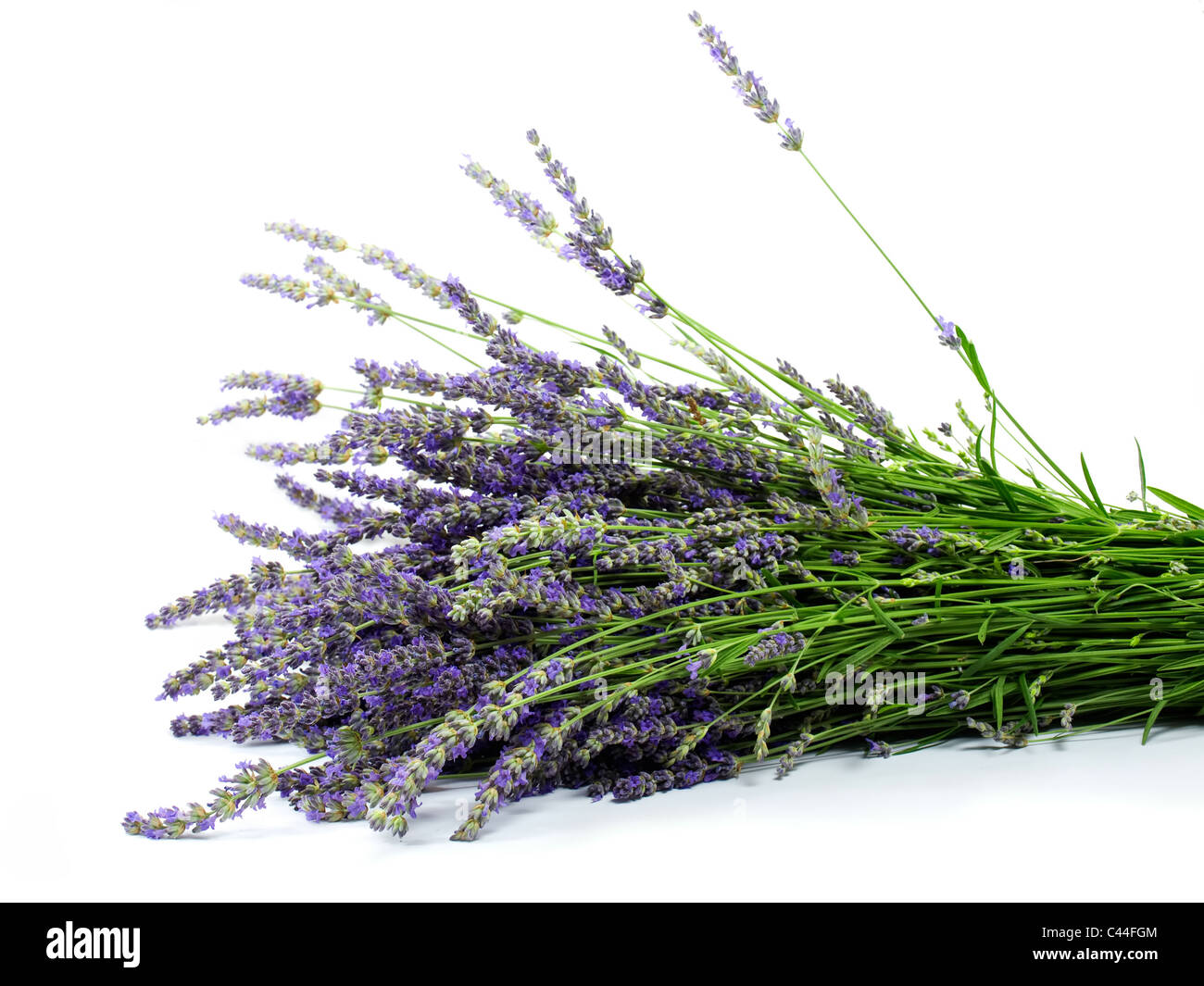Bunch of fresh lavender flowers on a white background Stock Photo - Alamy