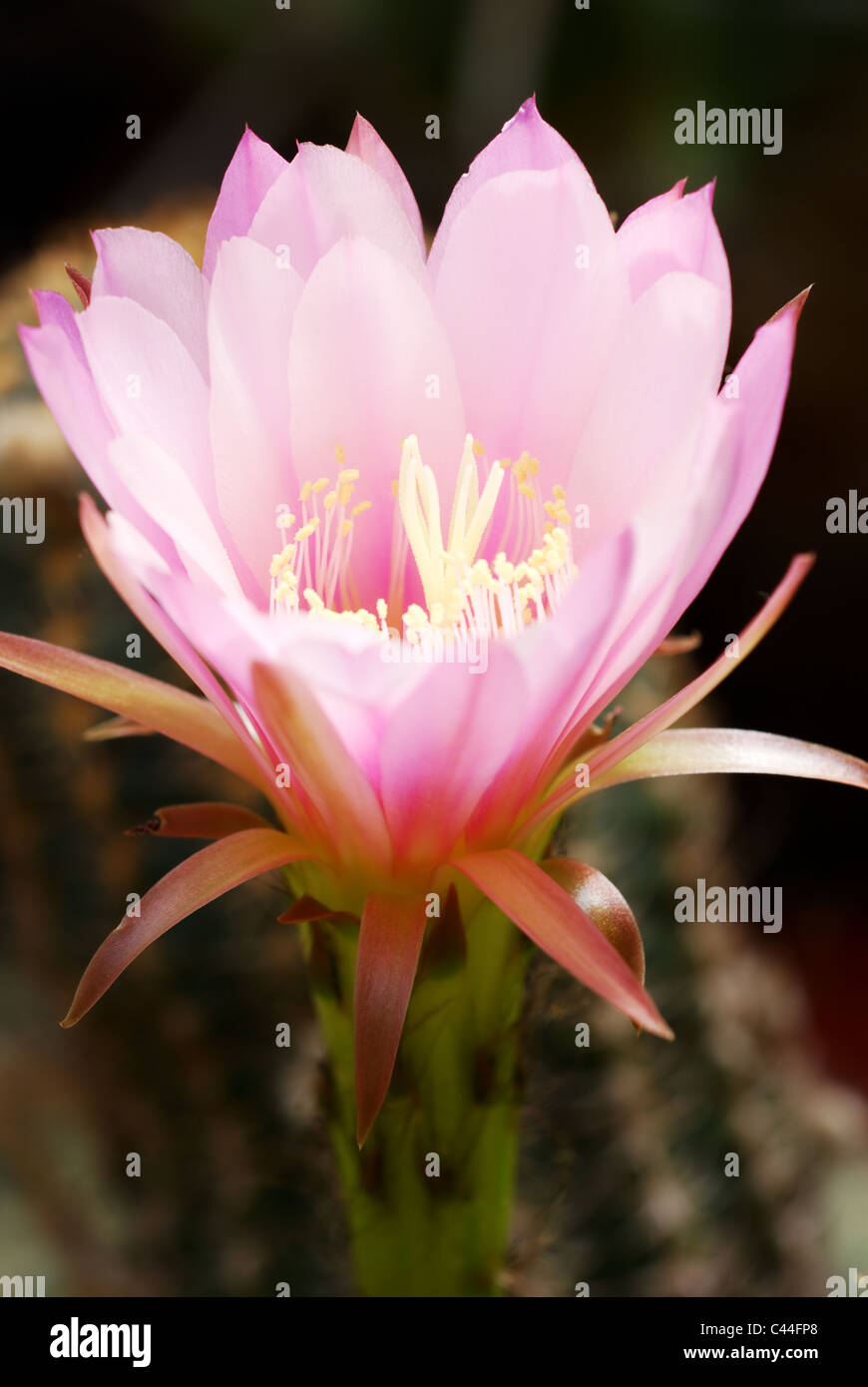 Large pink Echinocereus cactus flower (opens at night and lasts only