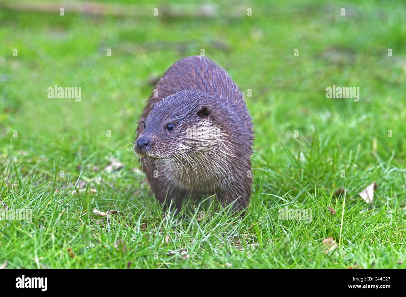 OTTER LUTRA LUTRA Stock Photo