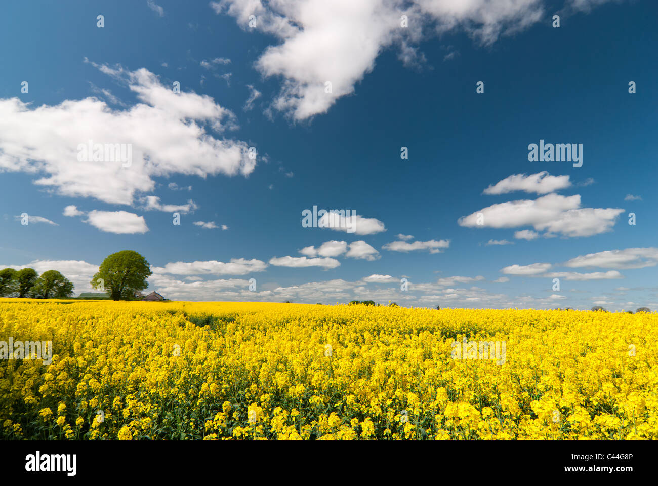 Farming for energy crops (rapesee oil) on the outskirts of Dublin. Stock Photo