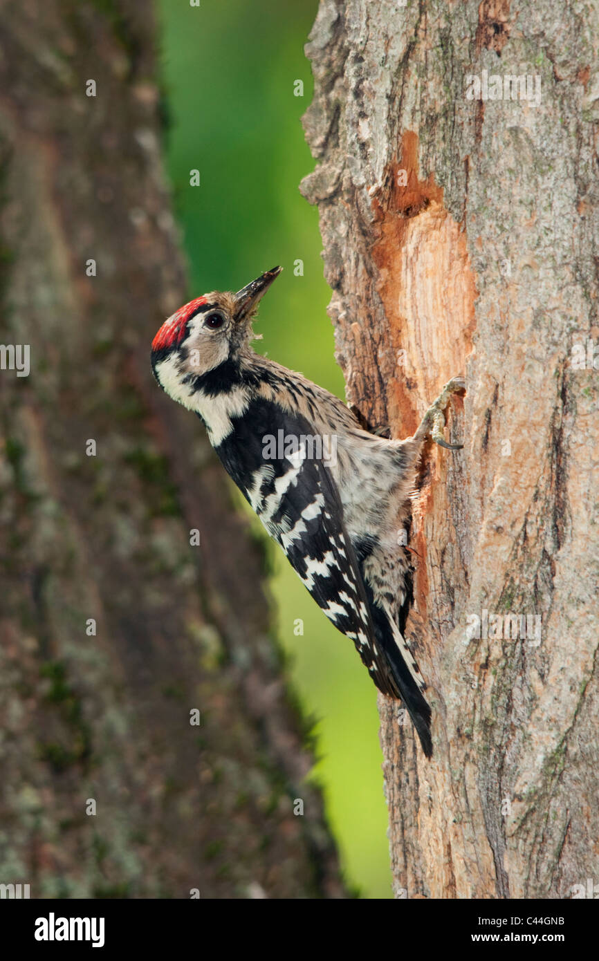 Lesser Spotted Woodpecker male standing in front of its nest hole Stock