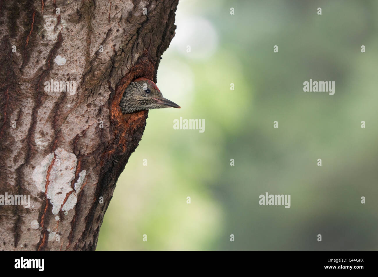 green woodpecker chick looking out of the nest Stock Photo