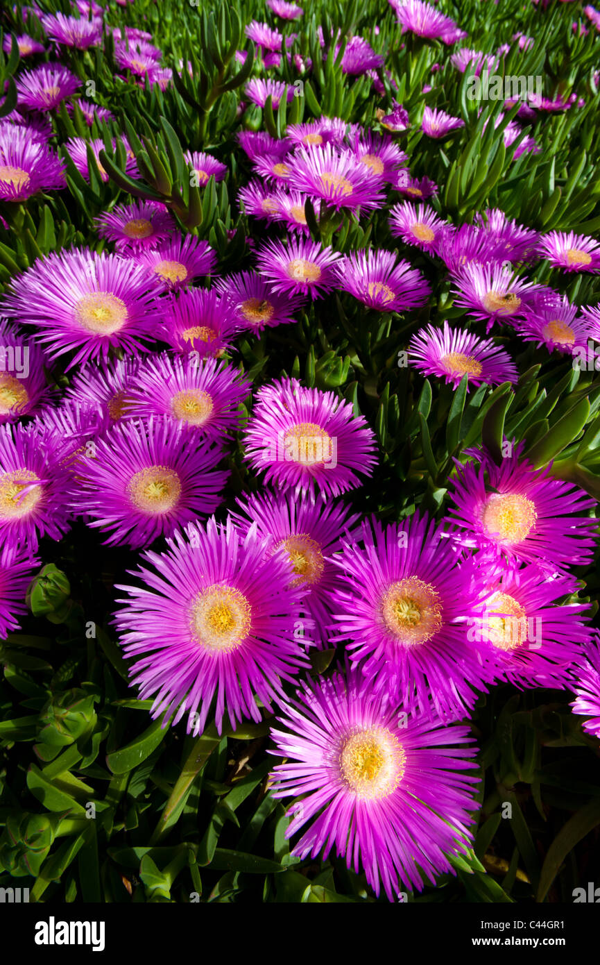 Bright Pink Flowers Appear On A Creeping Succulent Sally My Handsome Plant Carpobrotus Acinaciformis Stock Photo Alamy