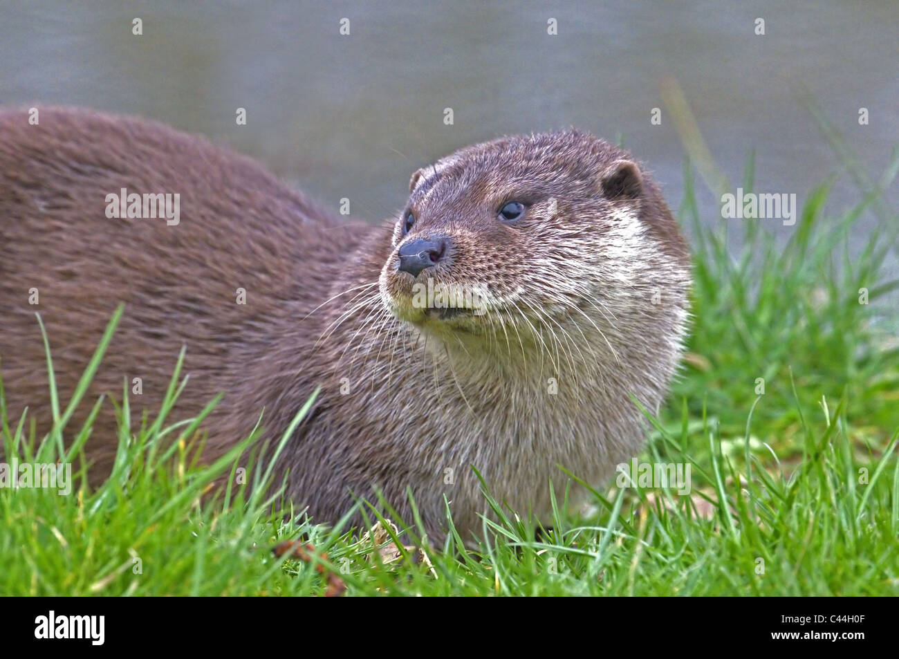 OTTER LUTRA LUTRA  SPRING Stock Photo