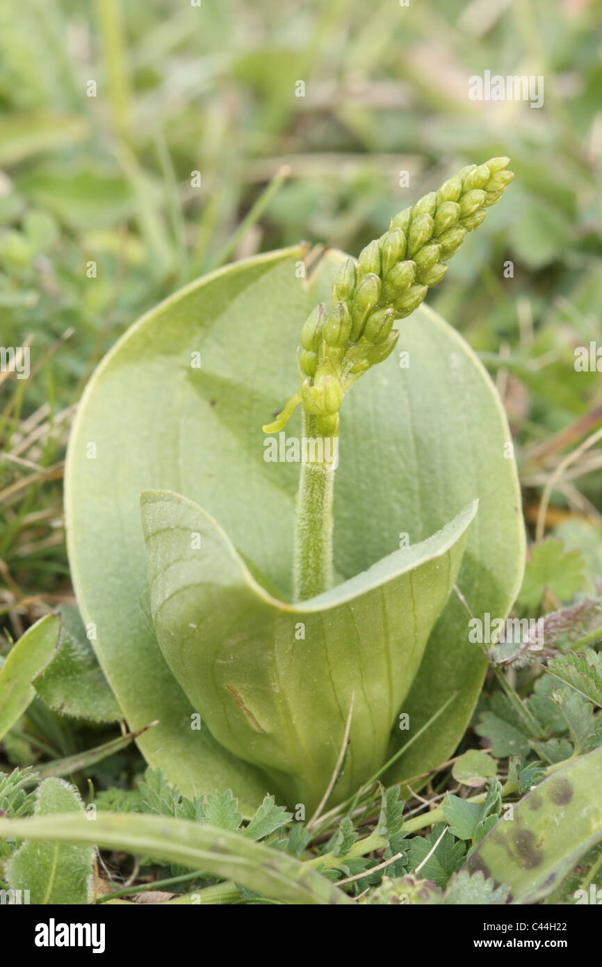 Twayblade plant with flower bud,  Listera ovata Stock Photo