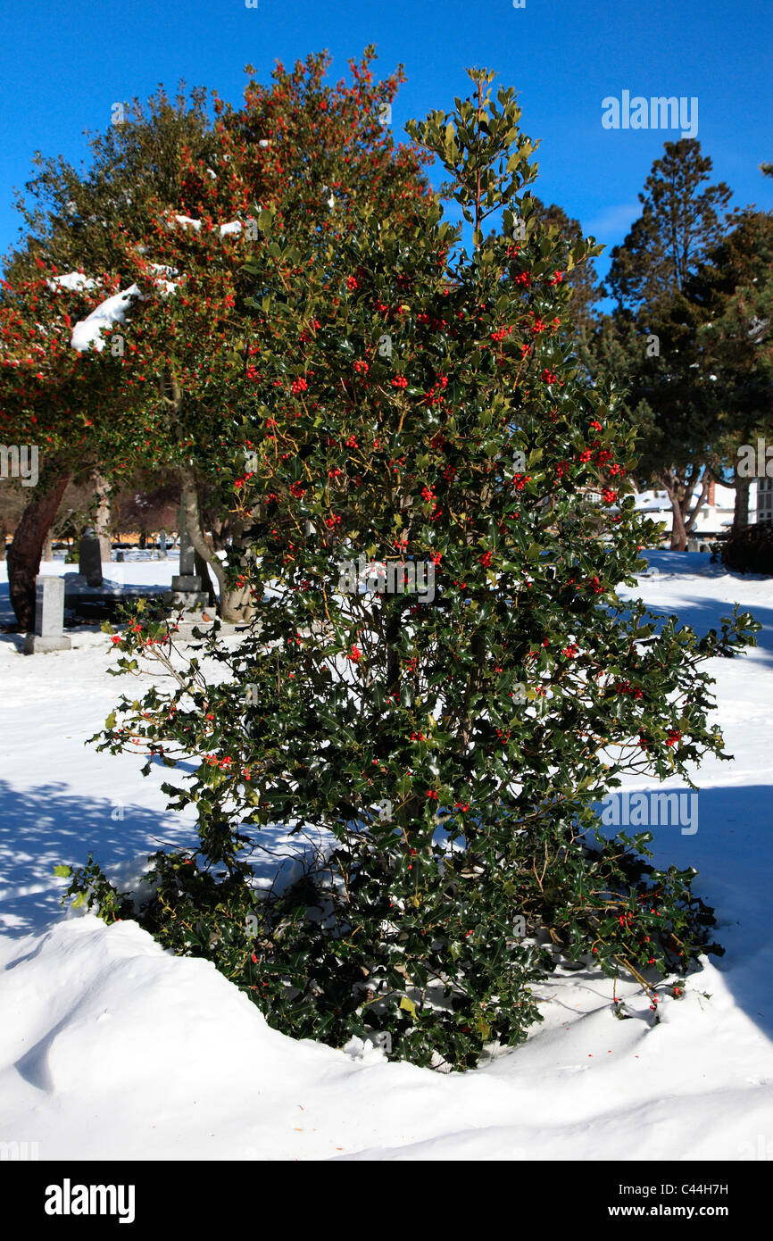 Holly bush in the snow on a sunny winter day Stock Photo