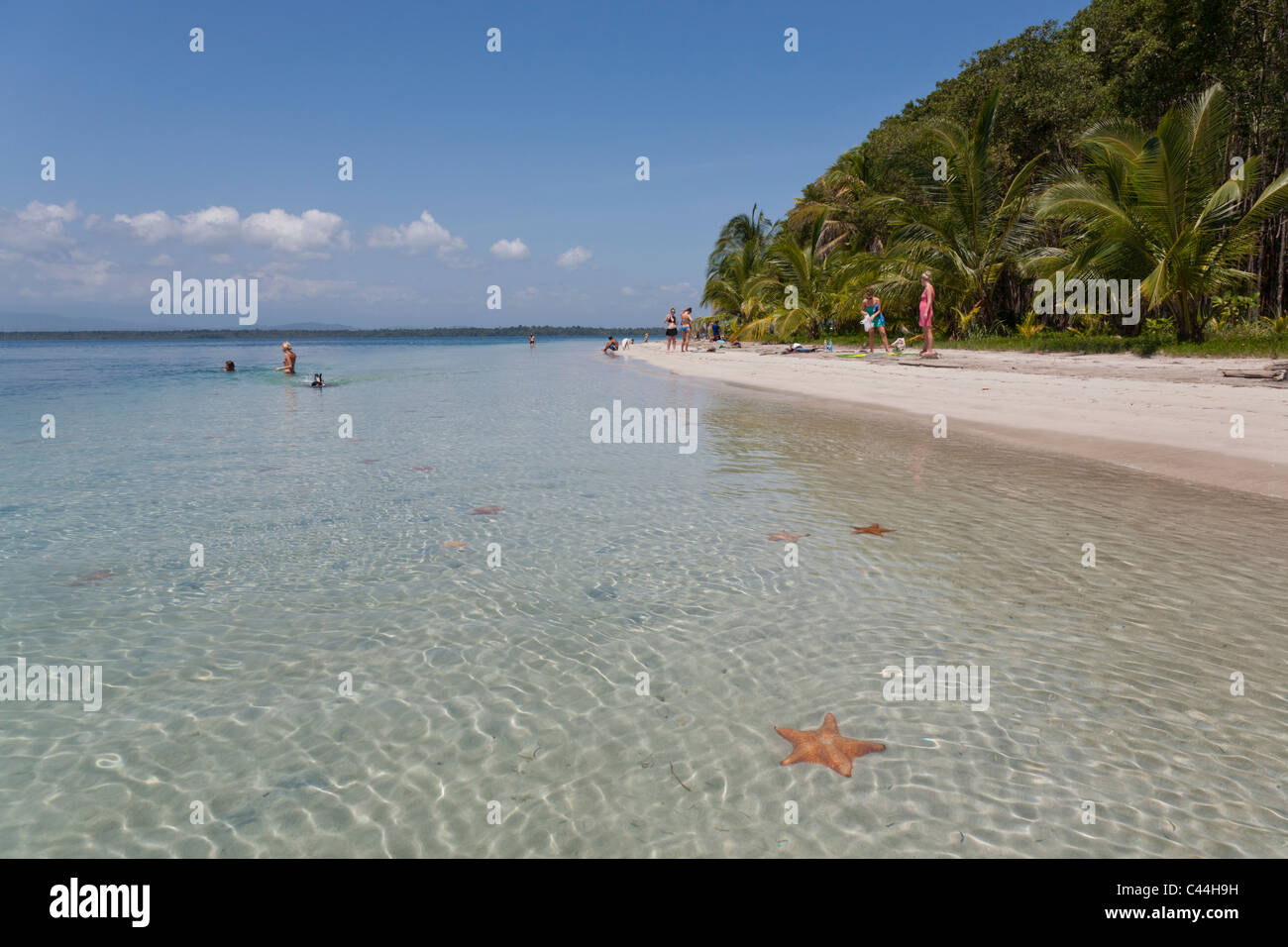 Starfish Beach, Isla Colon, Bocas Del Toro, Panama Stock Photo