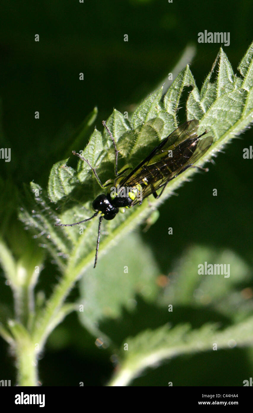 Lime Green Sawfly, Tenthredo mesomela, Tenthredinidae, Symphyta, Hymenoptera Stock Photo