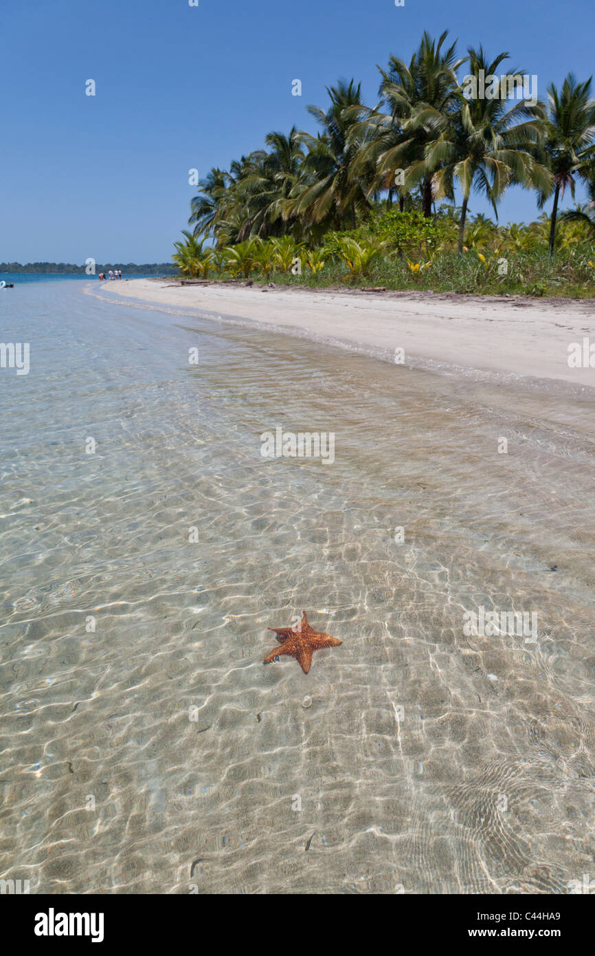 Starfish Beach, Isla Colon, Bocas Del Toro, Panama Stock Photo - Alamy