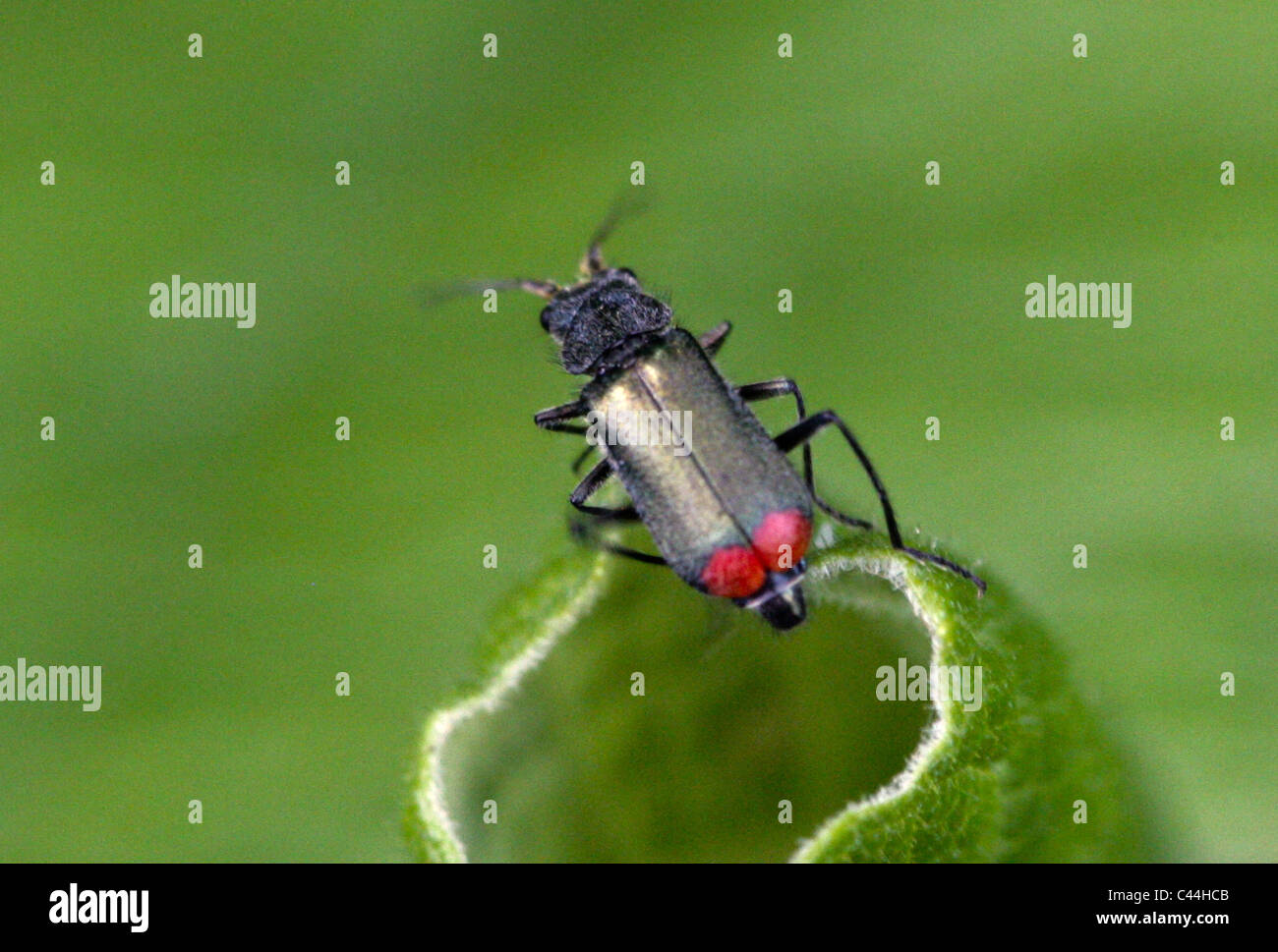 Common Malachite Beetle, Malachius bipustulatus, Malachiidae, Melyridae, Coleoptera. Stock Photo