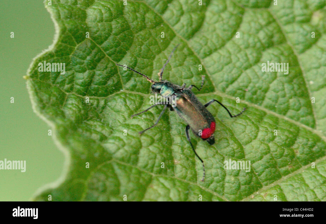 Common Malachite Beetle, Malachius bipustulatus, Malachiidae, Melyridae, Coleoptera. Stock Photo