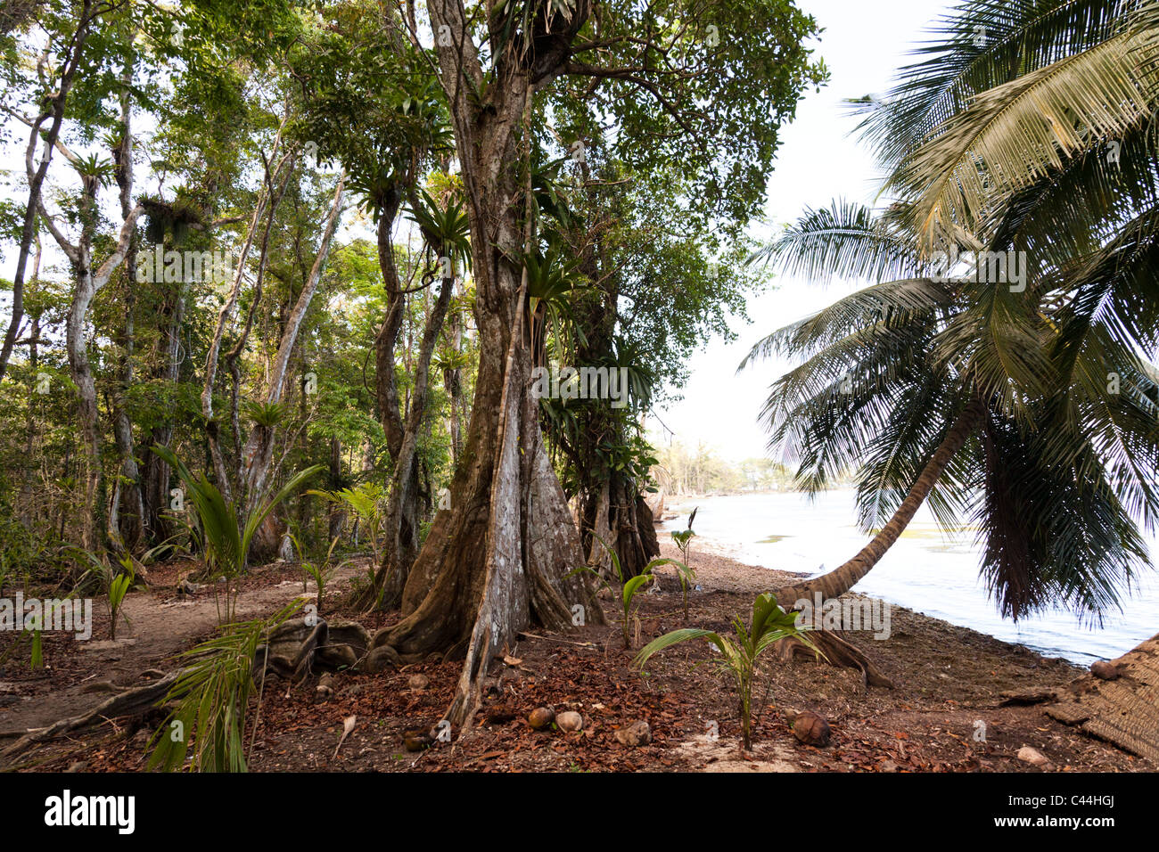Roots of rainforest trees, Isla Carenero, Bocas Del Toro, Panama Stock