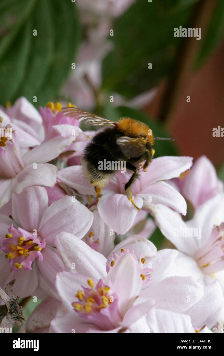 Tree Bumblebee, Bombus hypnorum, Apidae, Hymenoptera Stock Photo Alamy