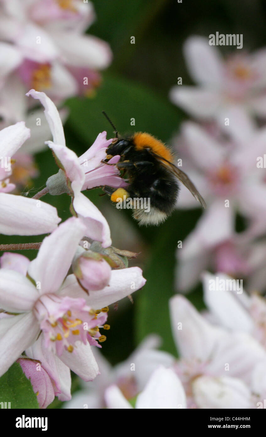 Tree Bumble-bee, Bombus hypnorum, Apidae, Hymenoptera. Stock Photo