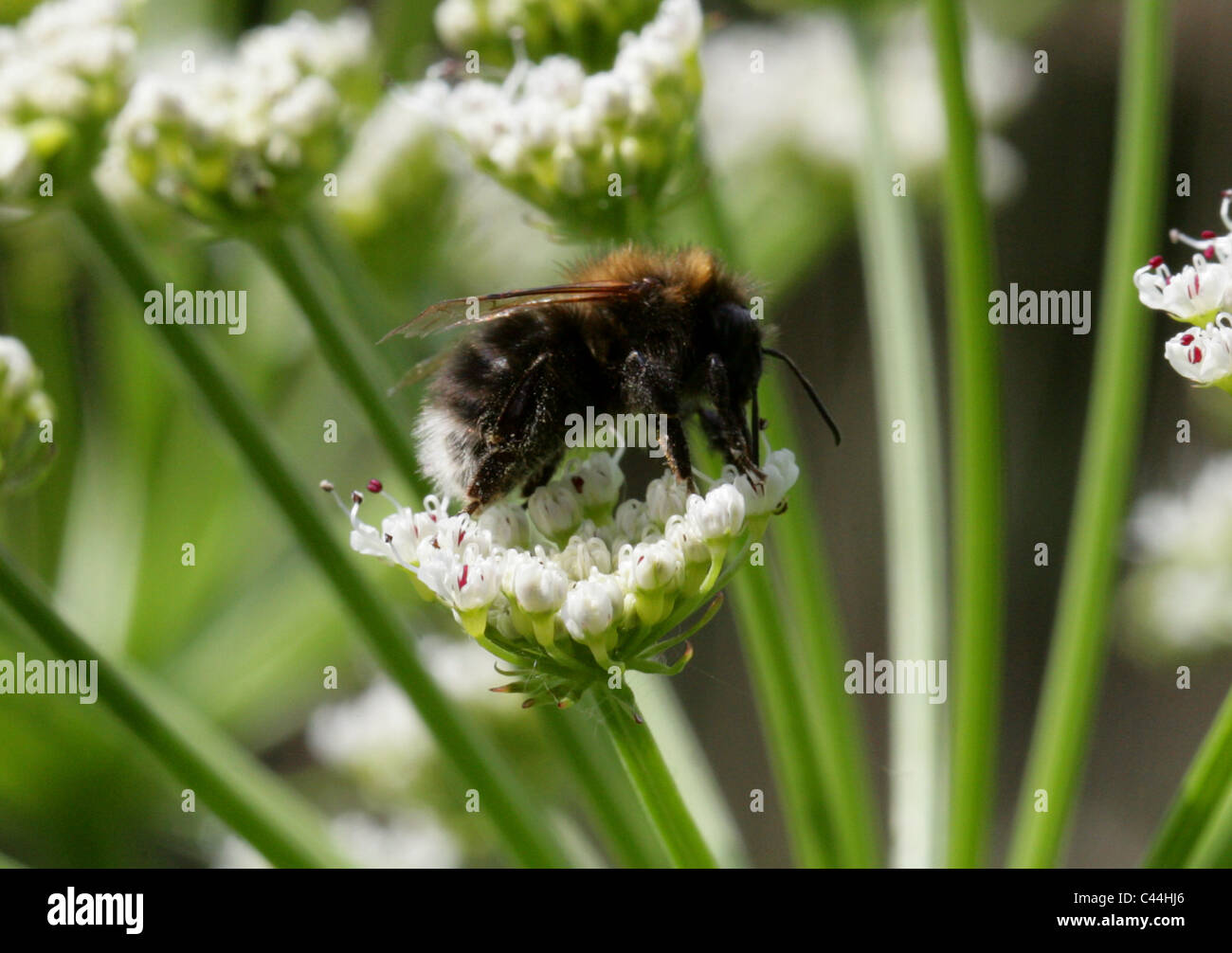Tree Bumble-bee, Bombus hypnorum, Apidae, Hymenoptera. Stock Photo