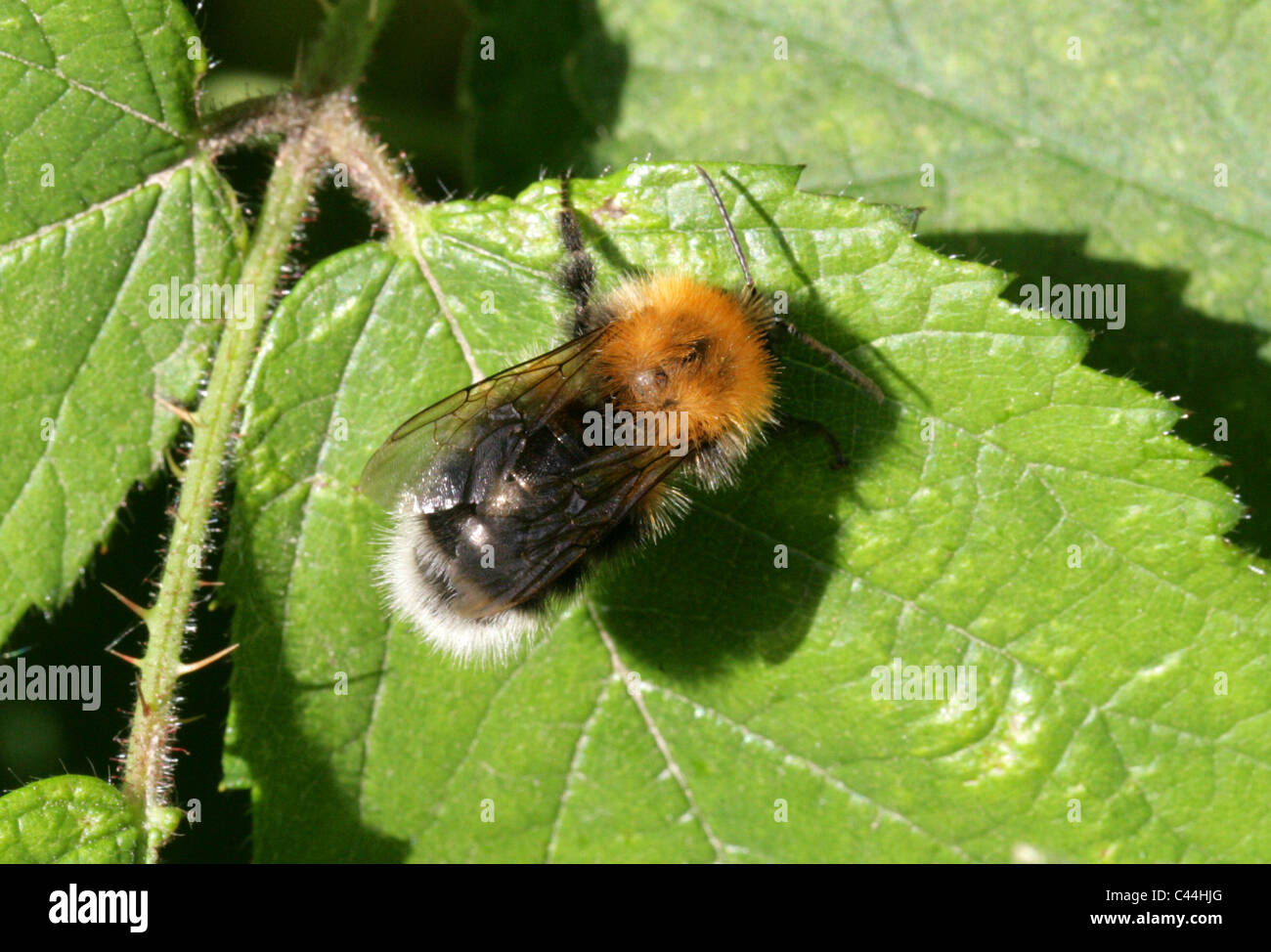 Queen Tree Bumble-bee, Bombus hypnorum, Apidae, Hymenoptera. Stock Photo