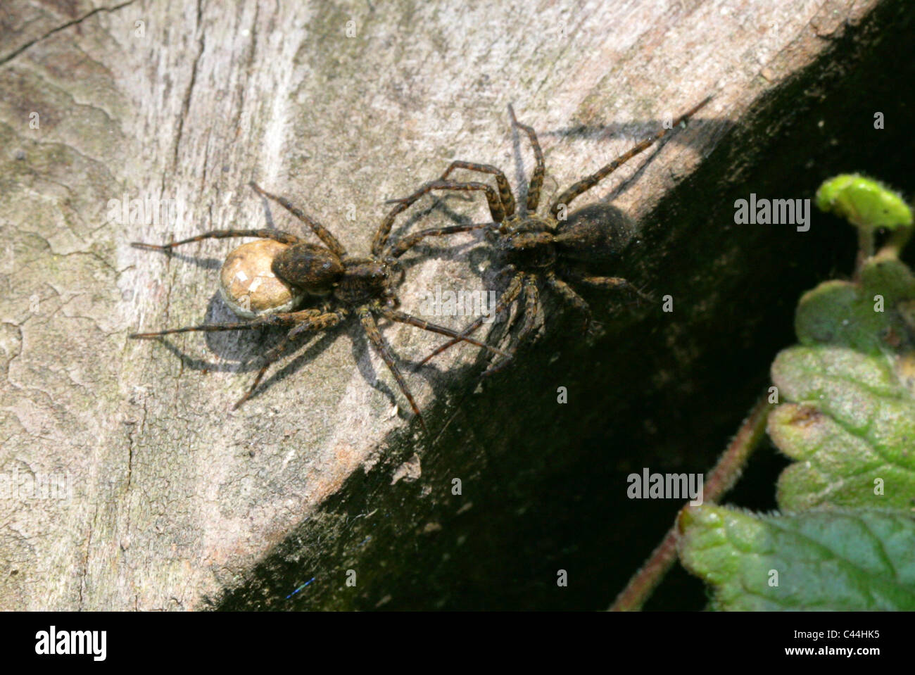 Male and Female Wolf Spider with Egg Sack, Pardosa lugubris, Lycosidae (wolf spiders), Araneae (spiders), Arachnida Stock Photo