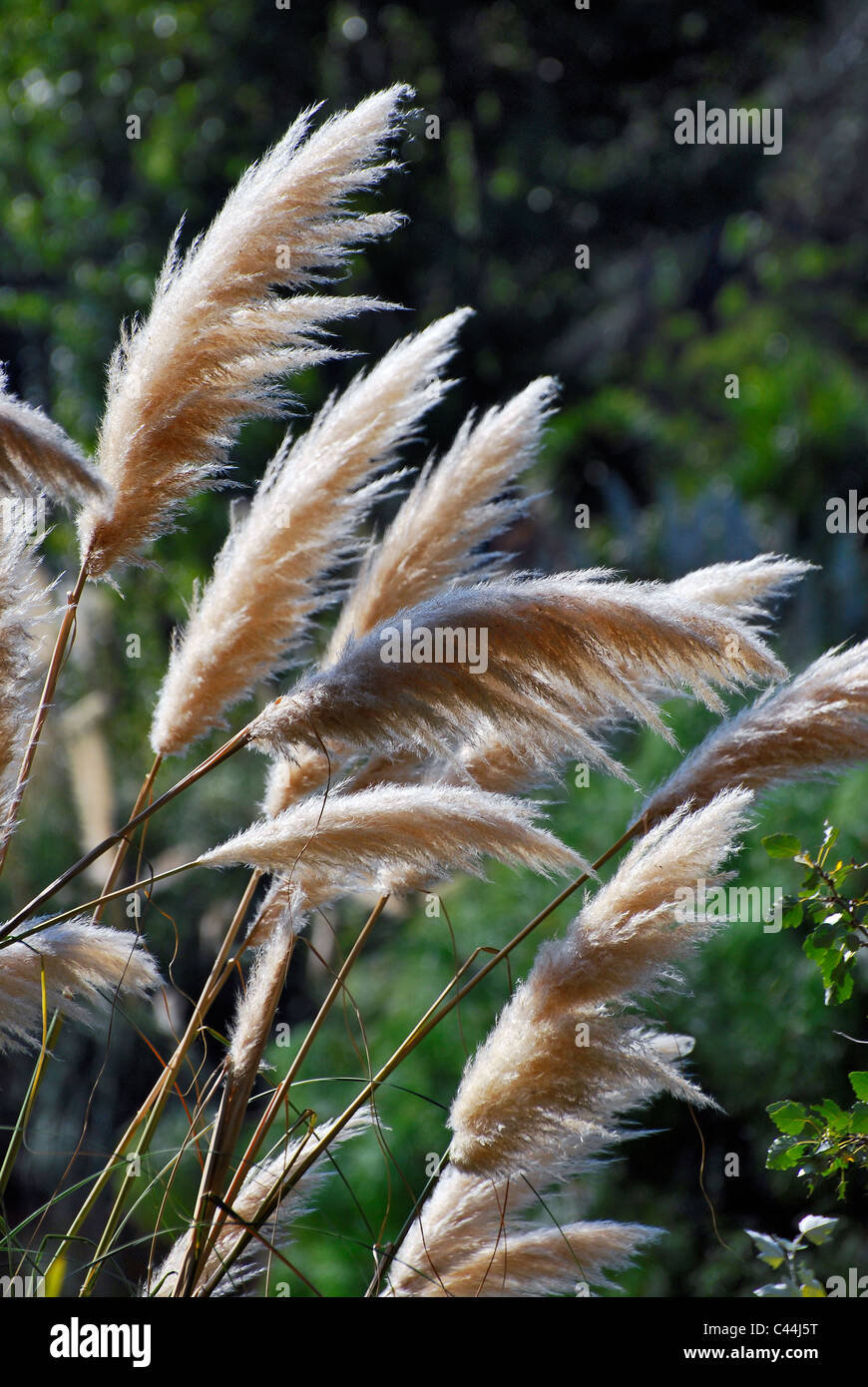 Miscanthus Chinese silver grass, Elephant grass Stock Photo