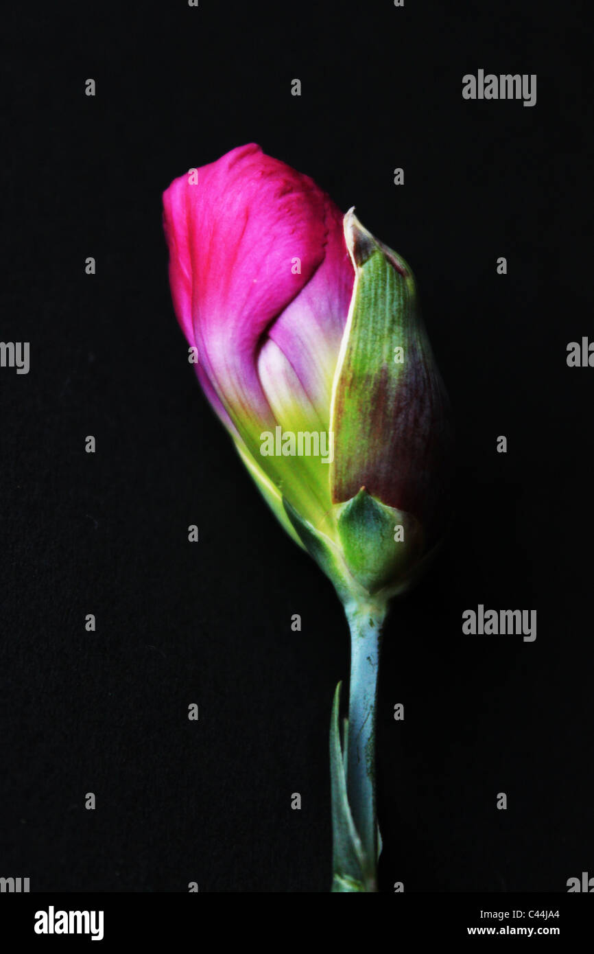 Carnation Flower Bud on a Black background Stock Photo Alamy