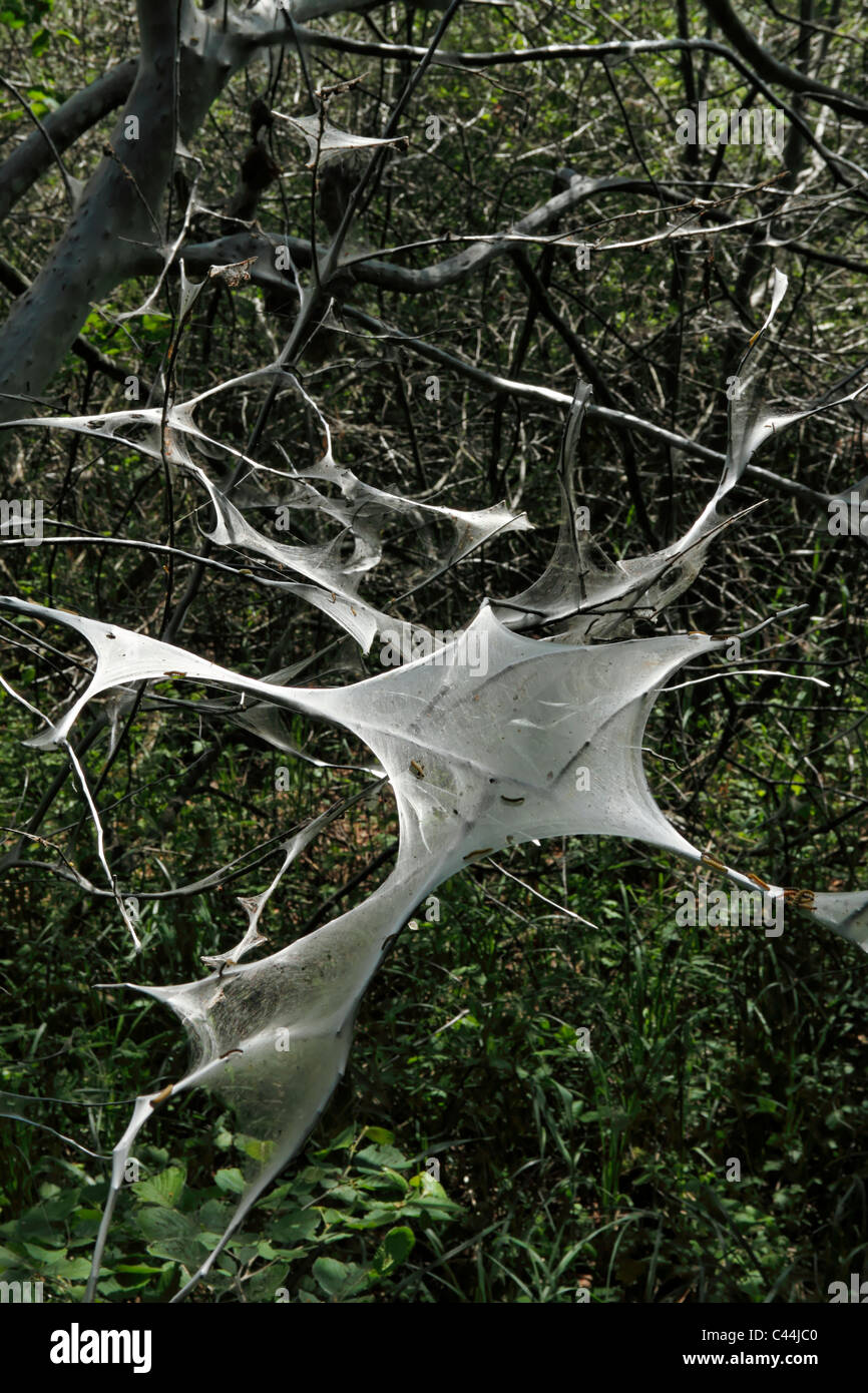 Caterpillar nests ( Yponomeuta evonymella ) in tree branches, Chiemgau