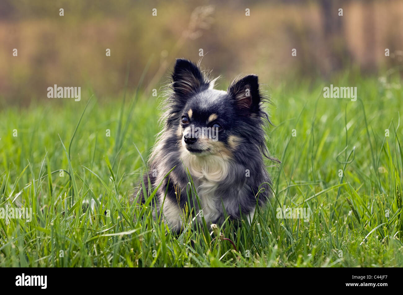 Alert Long-haired Chihuahua Sitting in Meadow in Floyd County, Indiana Stock Photo