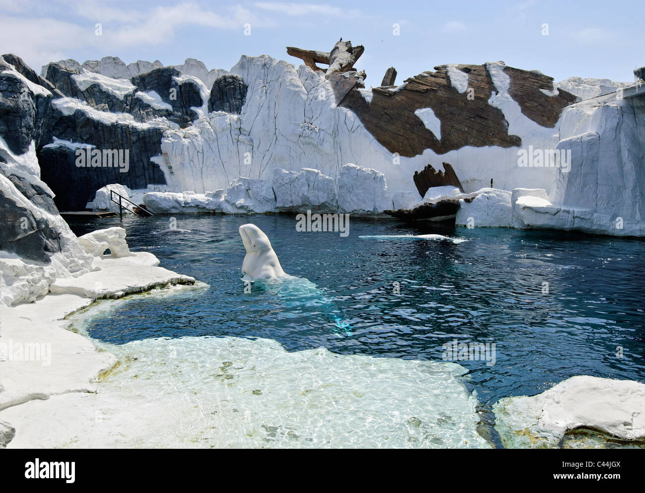 Beluga whale exhibit at SeaWorld. Stock Photo
