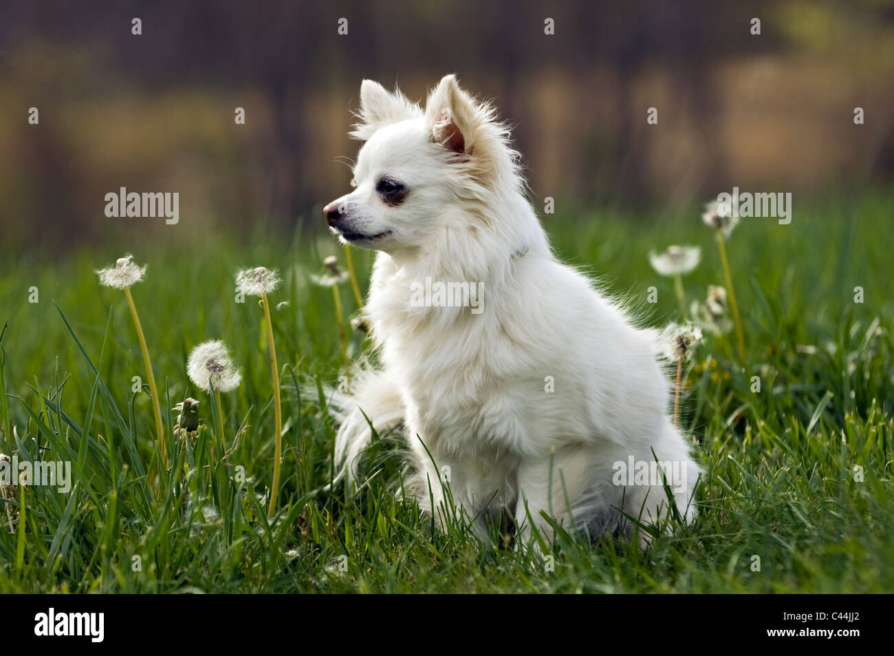 white hairy chihuahua