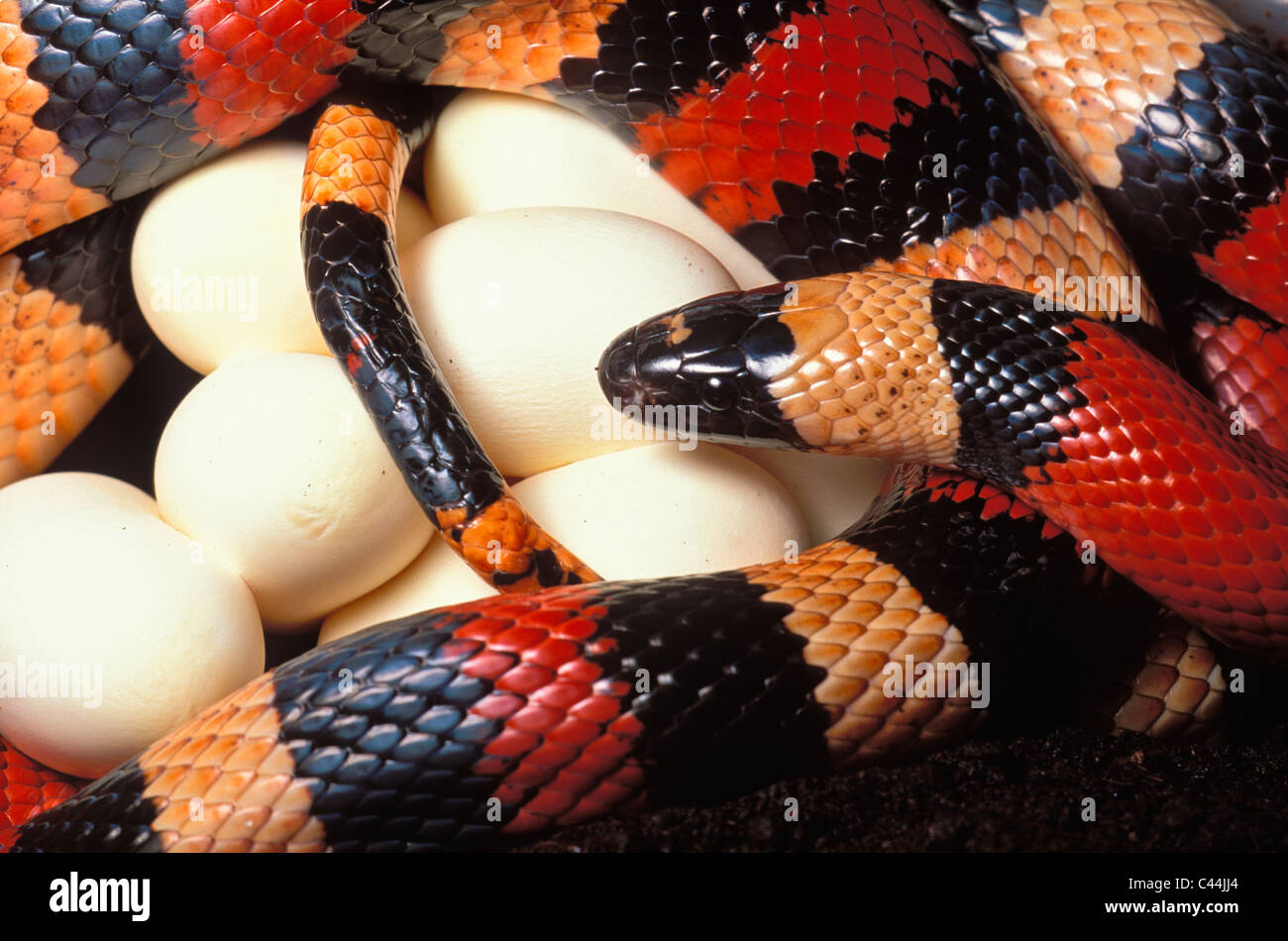 Pueblan milksnake, Lampropeltis triangulum campbelli, with clutch of recently laid eggs. Stock Photo