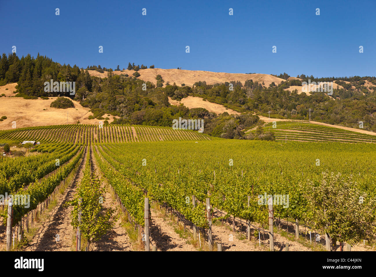 BOONVILLE, CALIFORNIA, USA Vineyard landscape in Mendocino County