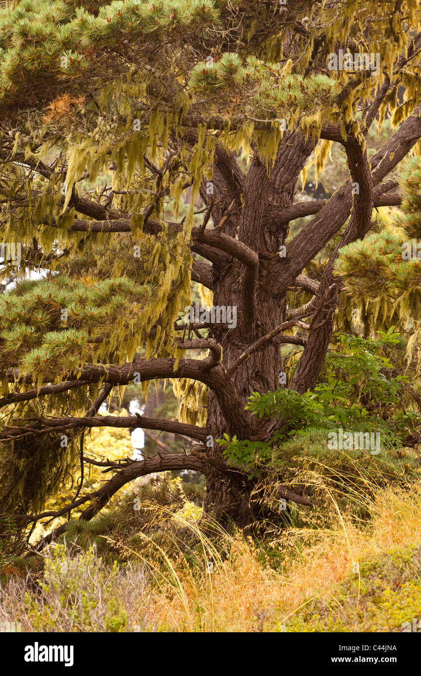 MENDOCINO COUNTY, CALIFORNIA, USA - tree on coast. Stock Photo