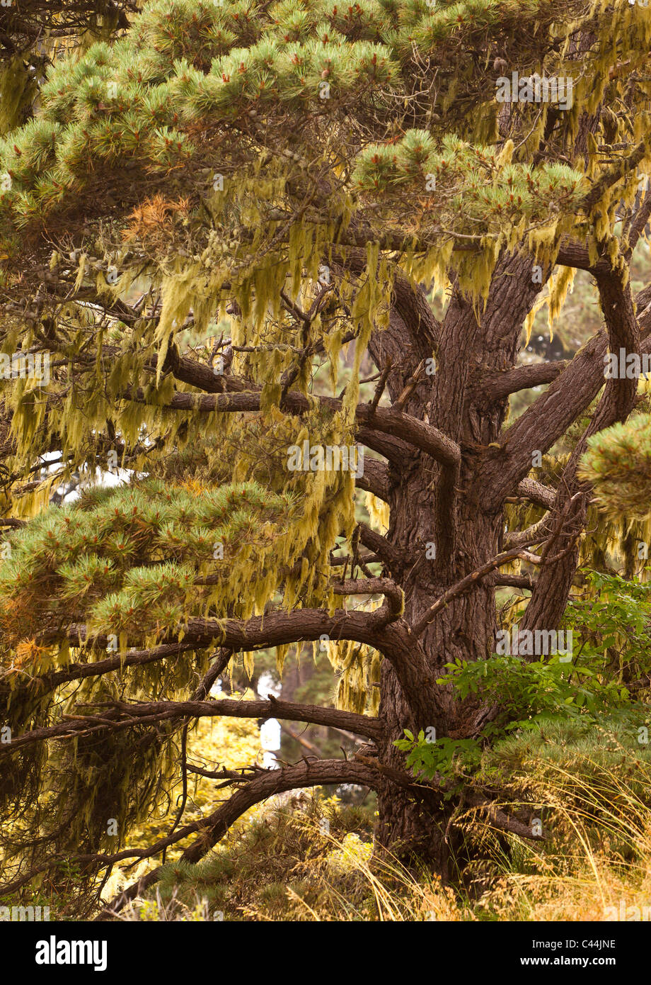 MENDOCINO COUNTY, CALIFORNIA, USA - Tree on coast. Stock Photo