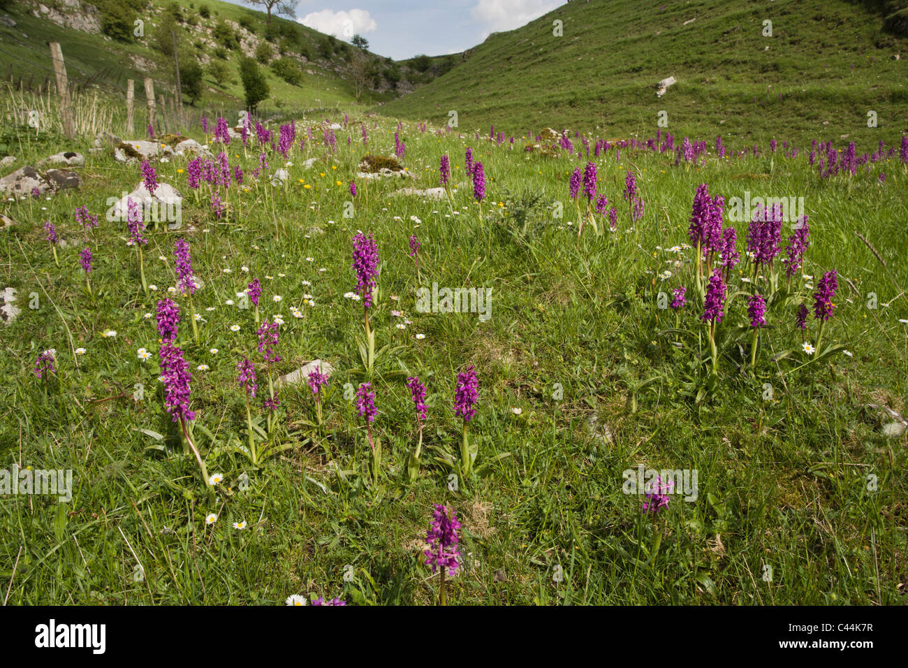 Early Purple Orchides (Orchis mascula) at Wheston Bank Stock Photo