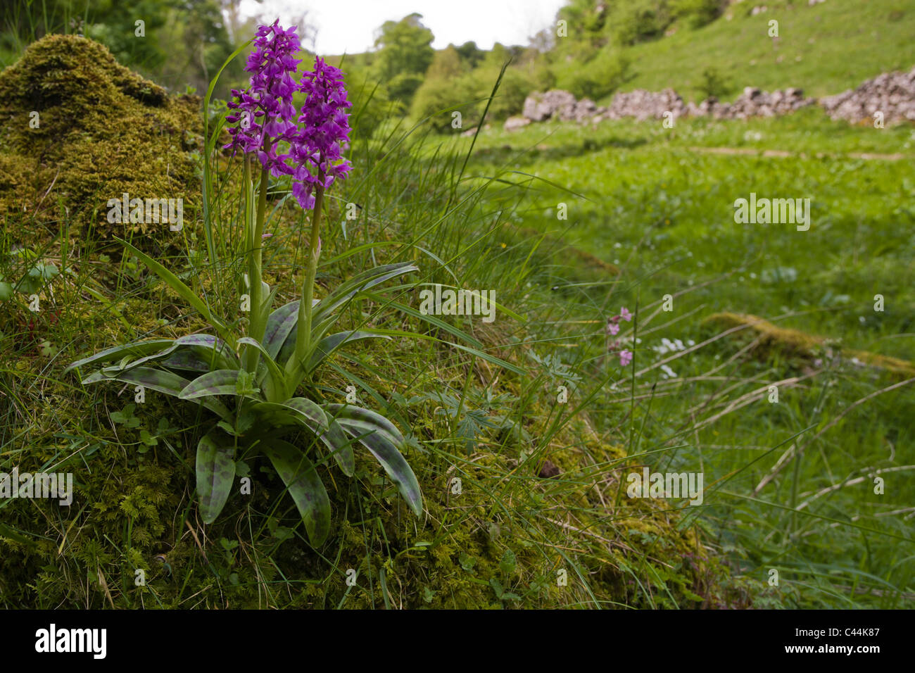 Early Purple Orchids (Orchis mascula) in Peter Dale Stock Photo